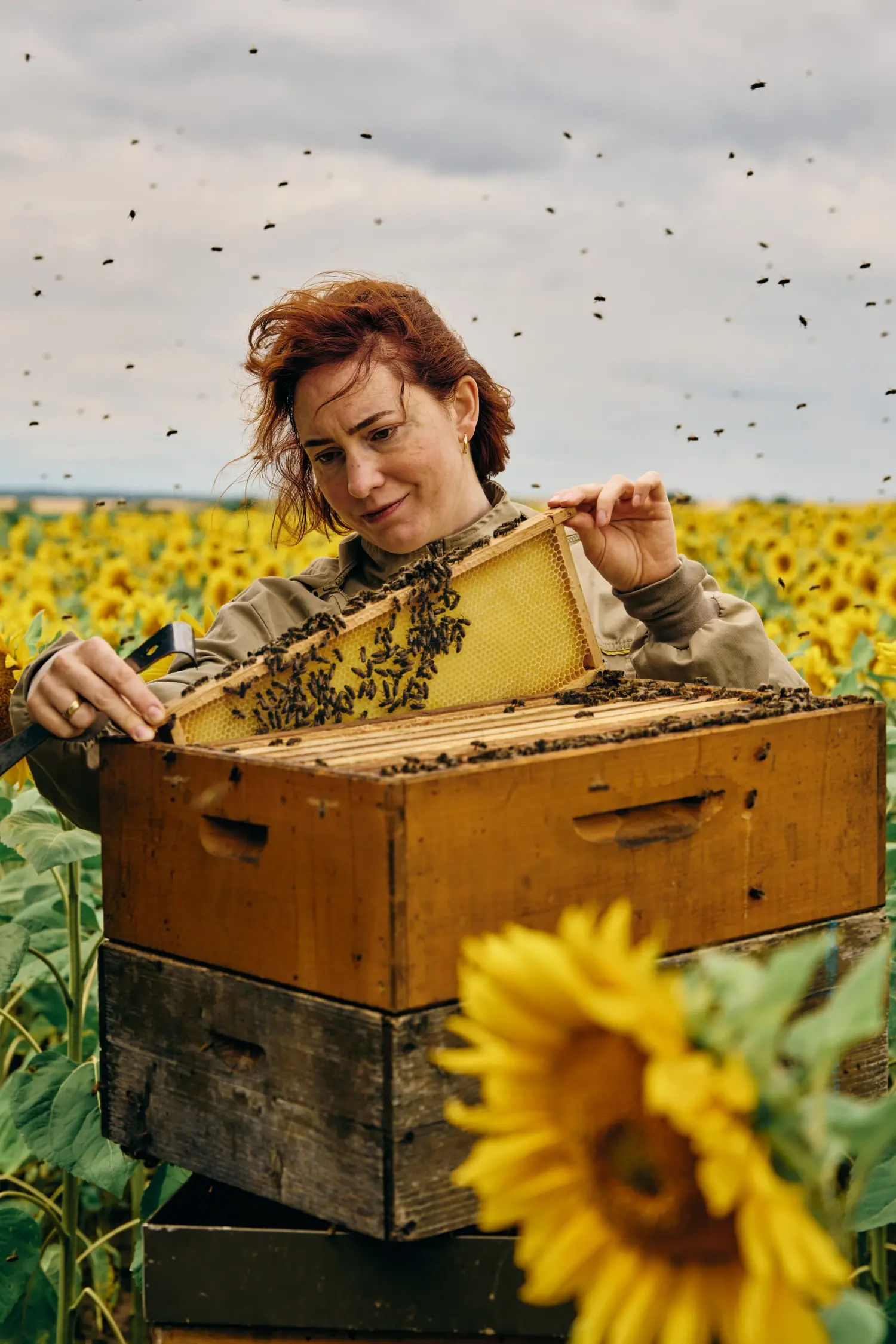 Frau hebt Bienenwabe aus Stock heraus