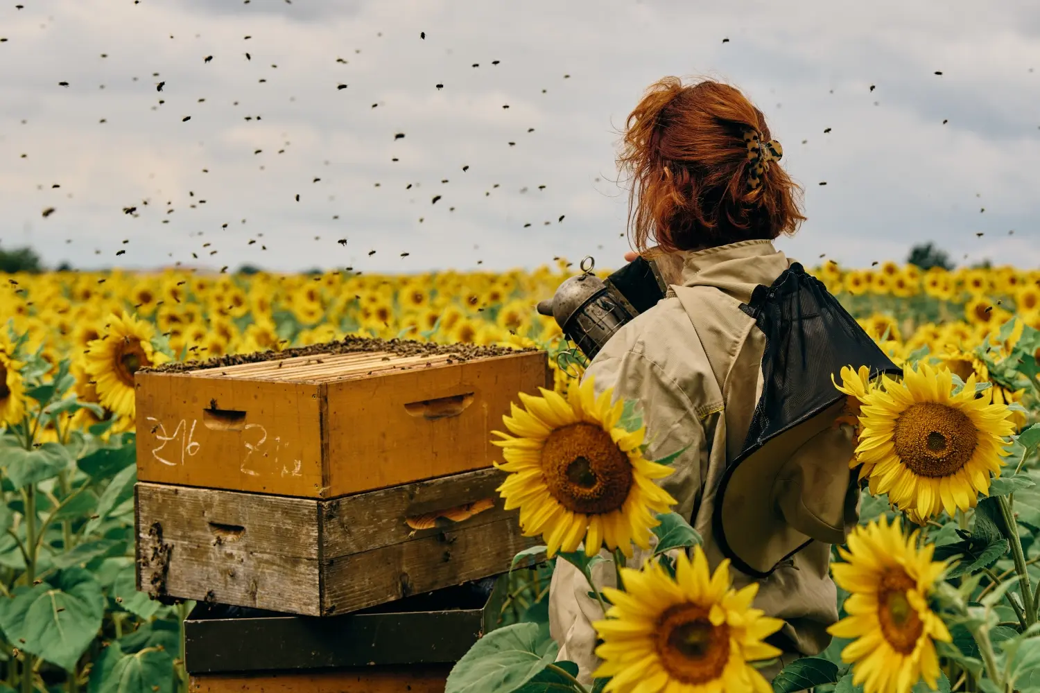Imkerin geht mit Raucher auf Bienenstock zu
