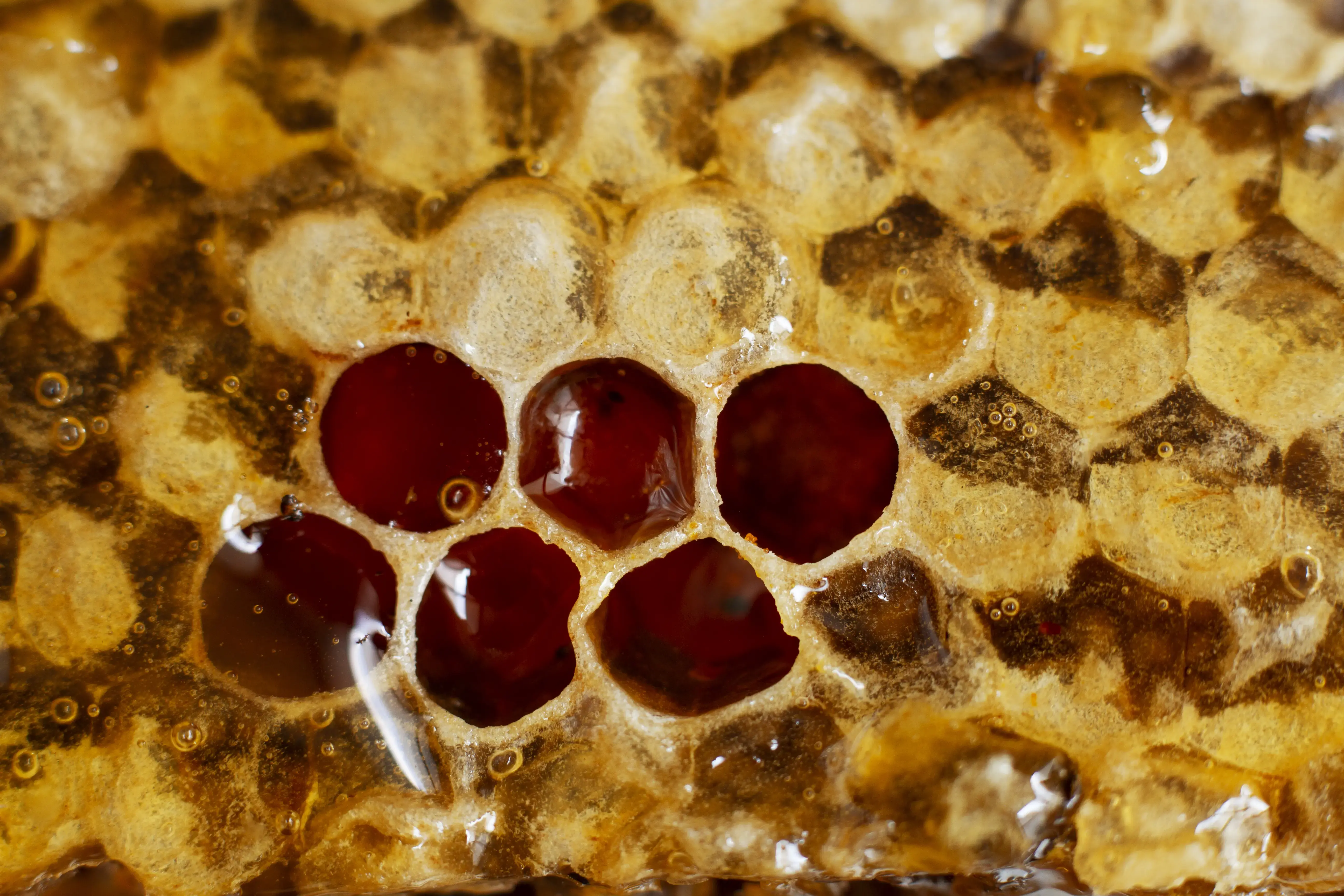 Bienenwabe mit Propolis verschlossen