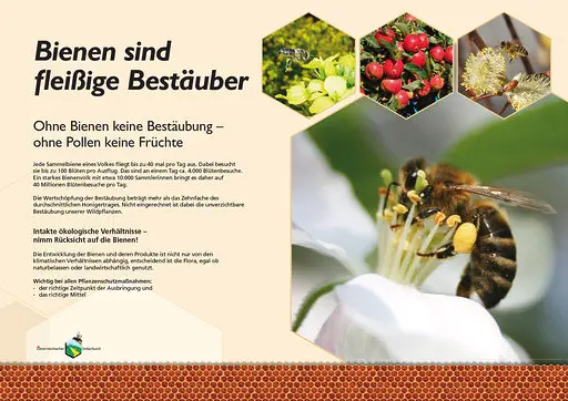 Bienenlehrpfad EINZELPOSTER 50x70cm ALU Dibond - 1 Stück